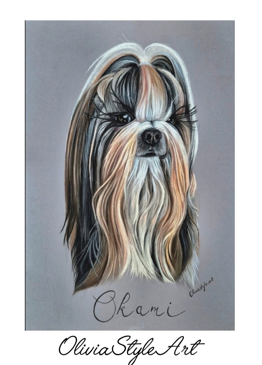 Portrait Shih tzu